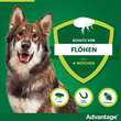 Advantage 400 L&ouml;sung Pipetten f&uuml;r Hunde ab 25 kg - 3
