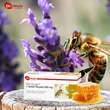 Zell Oxygen + Gelee Royale 600 mg Trinkampullen - 3