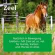 Zeel ad us.vet.Ampullen - 5