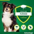 Advantage 250 L&ouml;sung f&uuml;r Hunde 10-25 kg - 3