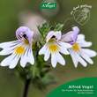 A.VOGEL Augen-Tropfen 6 Mon.n.&Ouml;ffnen haltbar - 5