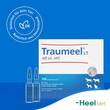 Traumeel LT ad us.vet.Ampullen - 7