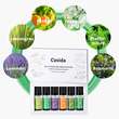 &Auml;THERISCHE &Ouml;le Set naturrein Top 6 Aromatherapie - 2