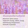 Muskatellersalbei&ouml;l naturrein &auml;therisch - 4