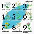 Iberogast Classic Fl&uuml;ssigkeit zum Einnehmen - 5