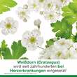 Cratae-Loges 450 mg Wei&szlig;dorn Filmtabletten - 2
