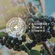 Aronia + Pro Immun direkt Granulat Sticks - 3