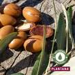 Plantana Argan Pflege Dusche - 4