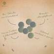 Chlorella Presslinge Bio Algen Erdling - 3