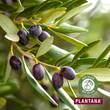 Plantana Olive K&ouml;rpercreme mit Vitamin-E - 4