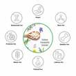 Forskolin 400 mg Coleus Forskohlii Extrakt veg.Kps - 2