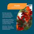 Fisetin + Quercetin+Spermidin+Vitamin B3 vegan Kapseln  - 2