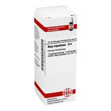 Abbildung: NAJA TRIPUDIANS D 6 Dilution 20 ml, Dilution PZN 02122724 