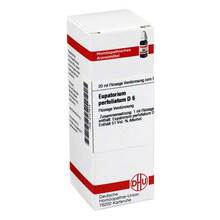 Abbildung: EUPATORIUM PERFOLIATUM D 6 Dilution 20 ml, Dilution PZN 02127615 