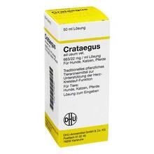 Abbildung: Crataegus Dilution vet. (für Tiere) 50 ml, Dilution PZN 02728237 