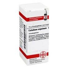 Abbildung: Caladium seguinum D 4 Globuli 10 g, Globuli PZN 04209642 