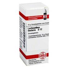 Abbildung: Lachnanthes tinctoria D 12 Globuli 10 g, Globuli PZN 07248140 
