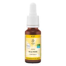Abbildung: Bachblüten No.37 Wild Rose Bio 20 ml PZN 10310888 