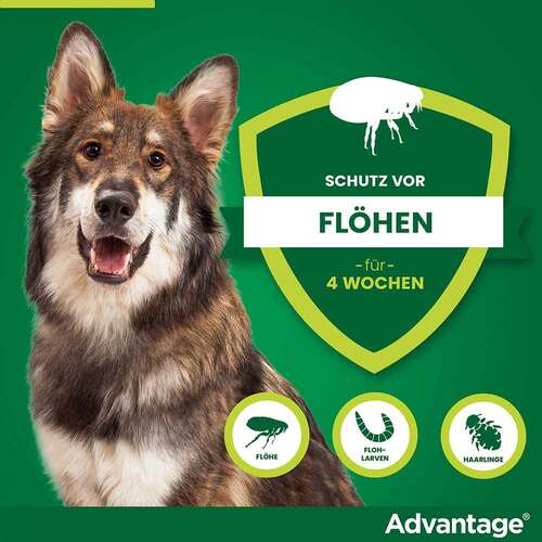 Advantage 400 L&ouml;sung Pipetten f&uuml;r Hunde ab 25 kg - 3