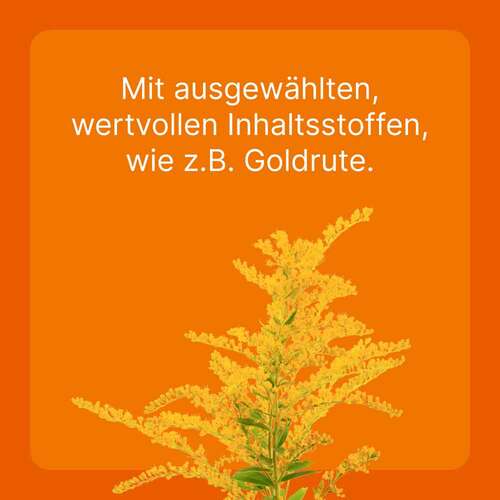 Solidago Compositum ad us.vet.Ampullen - 4