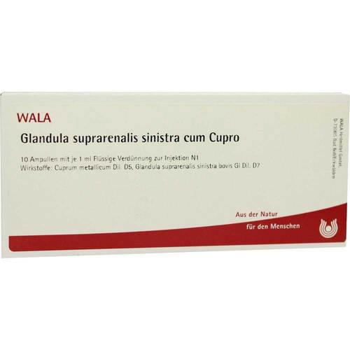 GLANDULA SUPRARENALIS sinistra cum Cupro Ampullen - 1