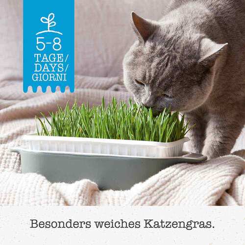 Gimpet Soft Gras f&uuml;r Katzen - 2