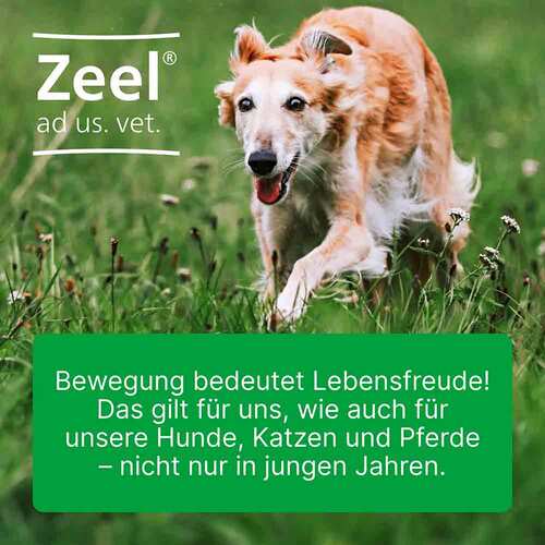 Zeel ad us.vet.Ampullen - 3