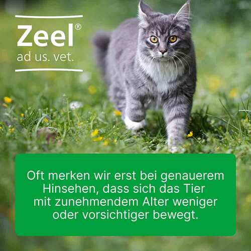 Zeel ad us.vet.Ampullen - 4