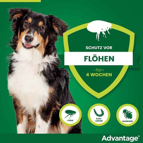 Advantage 250 L&ouml;sung f&uuml;r Hunde 10-25 kg - 3