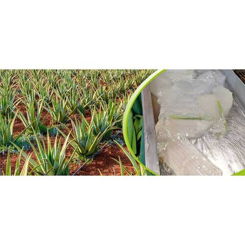 Aloe Vera Saft Bio 100% - 2