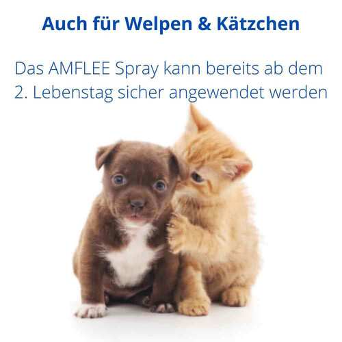 Amflee 2,5 mg / ml Spray L&ouml;sung f&uuml;r Hunde/Katzen - 3