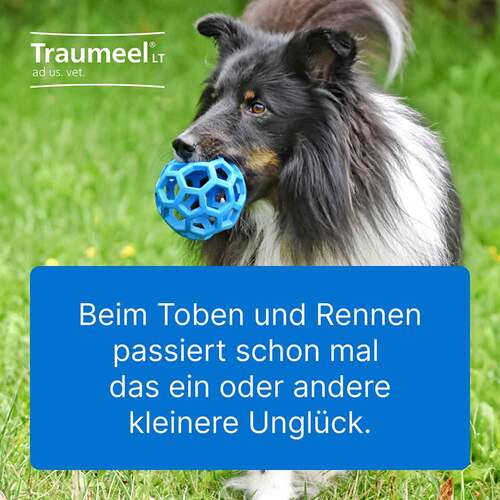 Traumeel LT ad us.vet.Ampullen - 2