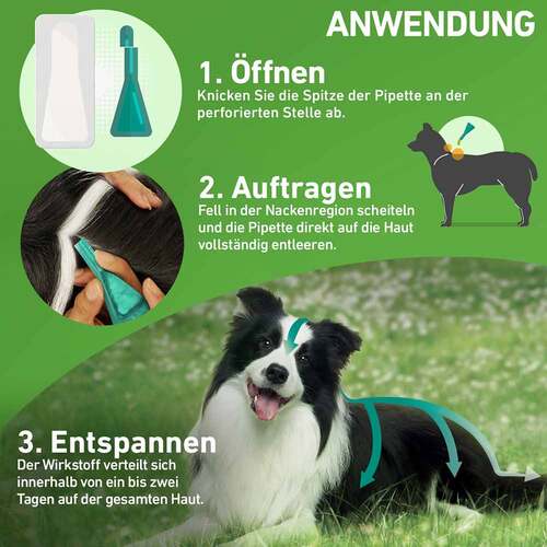 Frontline Combo Spot on Hund M L&ouml;sung z.Auft.a.Haut - 3