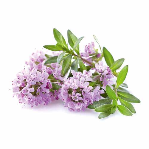 Oregano &Ouml;l Kapseln vegan Dr.Jacob's - 4