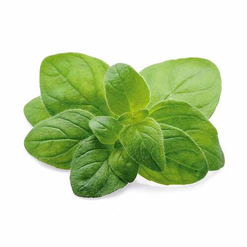 Oregano &Ouml;l Kapseln vegan Dr.Jacob's - 5