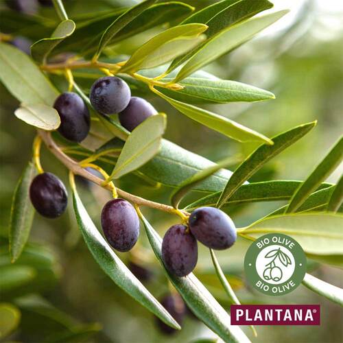 Plantana Olive Gesichtscreme Hyaluron &amp; Vitamin-E - 4