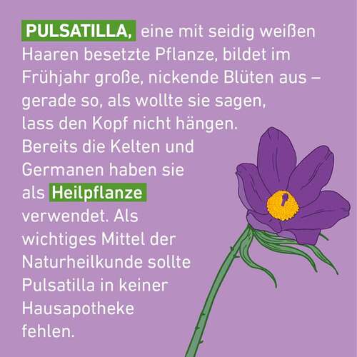 Pulsatilla D 12 Globuli Pfl&uuml;ger Globulispender - 4